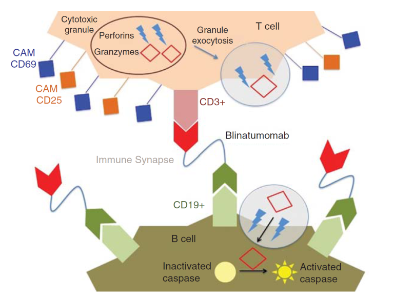 The Worlds First And Only Bispecific T Cell Engager Immunotherapy