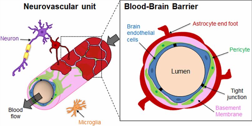 Structural organization of the Neurovascular unit (NVU) and the Blood-Brain Barrier (BBB). (Piantino, et al., 2021)