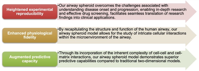 3D Human Airway Spheroid Model Introduction