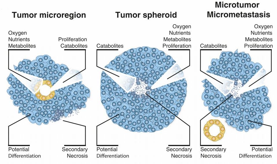 Tumor spheroids for the study of tumor behavior. (Giannattasio, et al., 2015)