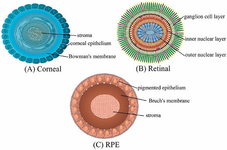 Schematic diagram of eye organoids. (Lieto, 2022)