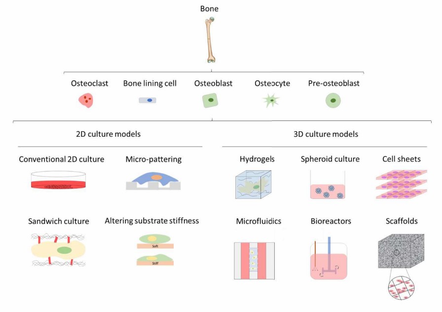 Schematic representation of the bone cell culture by 2D and 3D models