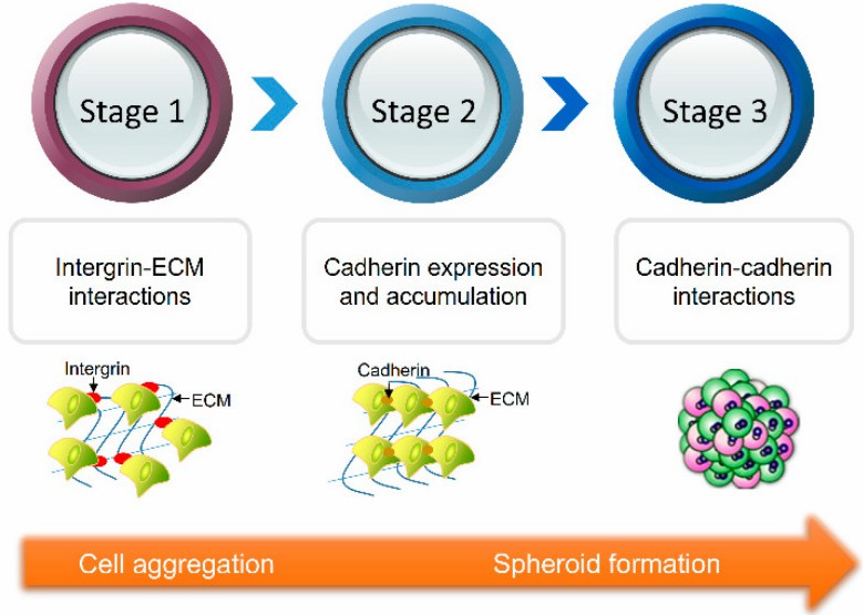 The Multicellular Spheroid (MCS) Formation Process. (Shen, et al., 2021)