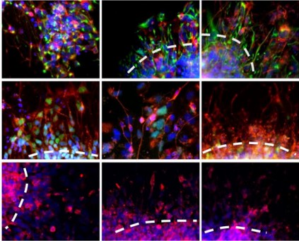 Neural and vascular marker expression of hybrid spheroids. (Song, 2019)