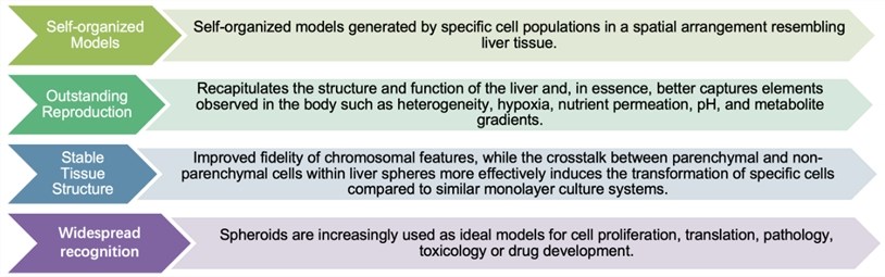 3D Hepatic Stellate-Endothelial Cell Spheroid Model Introduction