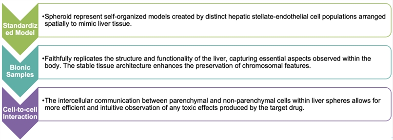 3D Hepatocyte-Stellate Cell Spheroid Model