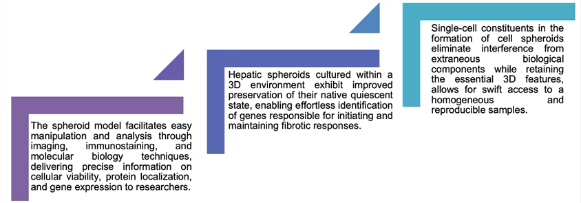 3D Human Hepatic Stellate Cell Monoculture Spheroid Model Introduction
