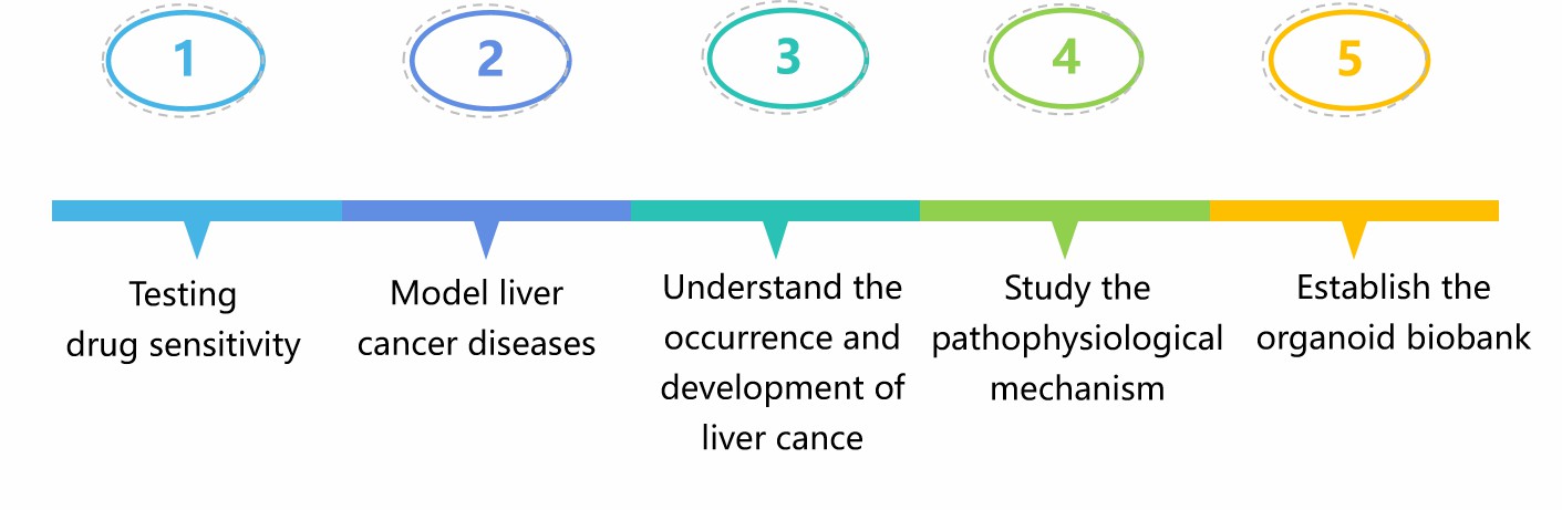 Applications of patient-derived liver cancer organoid models. (Creative Biolabs)