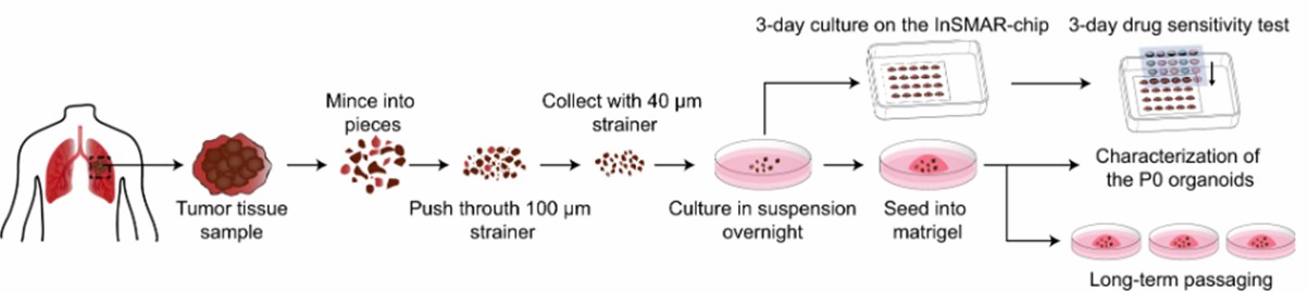 Diagram of the process of establishing Lung Cancer Organoids from patient tumors. (Hu, 2021)