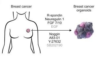 Generation of breast cancer organoids using optimized media components. (Sachs, 2018)