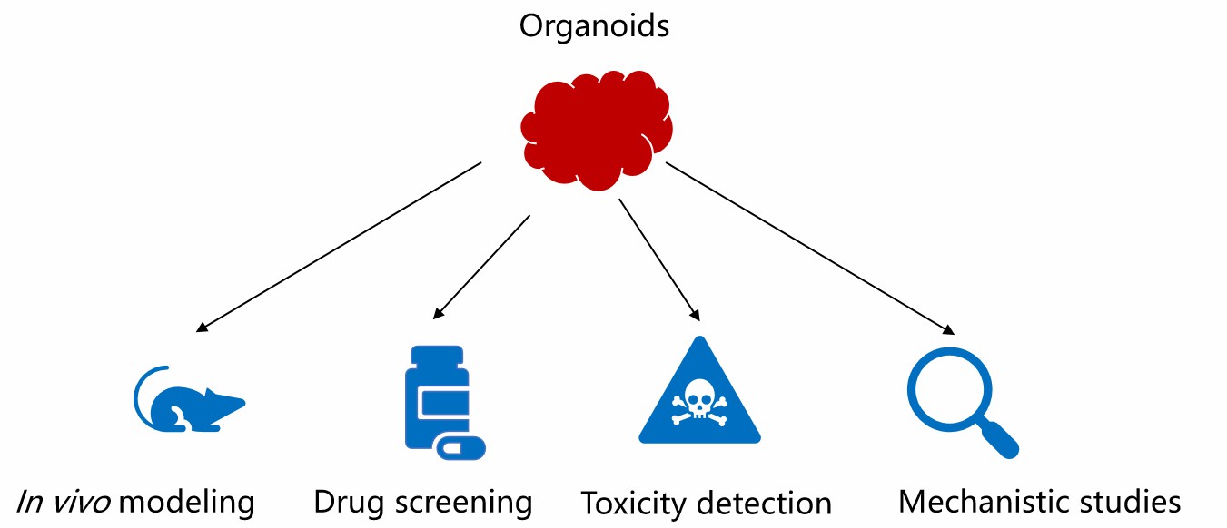 Preclinical applications of organoid technology. (Creative Biolabs)