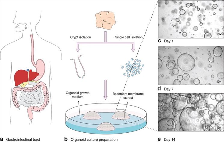 Organoids can be made from resected healthy or tumour material, or from biopsies. (Aberle, 2018)