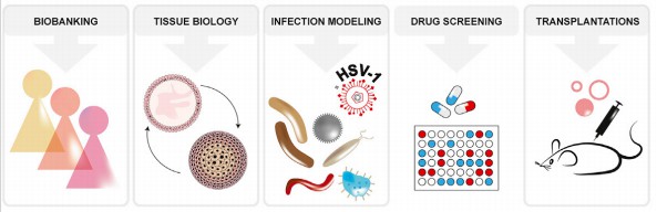 Applications of the organoid platform for human cervix. (Lõhmussaar, 2021)