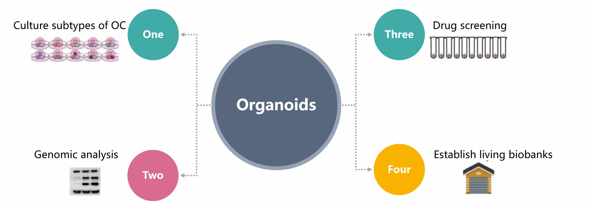 Applications of ovarian cancer organoids. (Creative Biolabs)