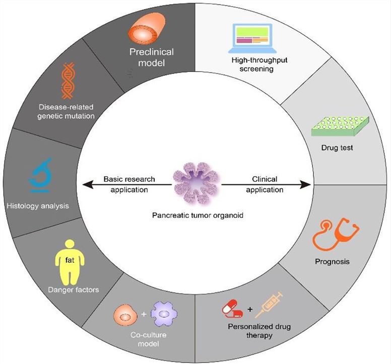 Applications of pancreatic tumor organoids in basic research and clinical research. (Chen, 2021)