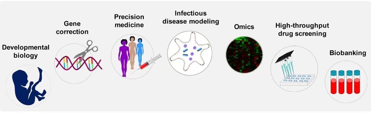 Applications of mainstream human reproductive organoids. (Heidari-Khoei, 2020)