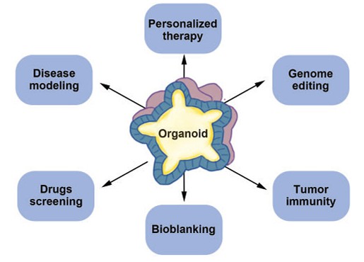 Application of patient-derived organoids (PDOs). (Yang, 2018)