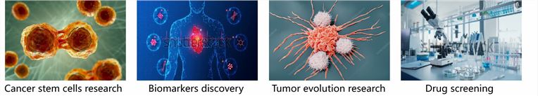 Main applications of bladder cancer organoids. (Creative Biolabs)