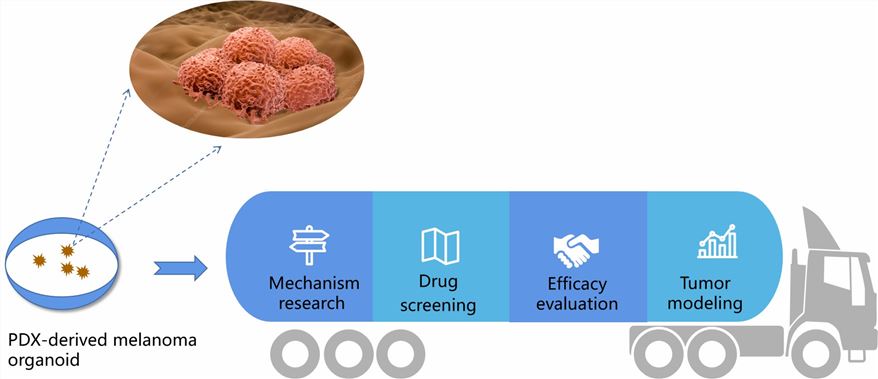 Applications of PDX-derived melanoma organoid models. (Creative Biolabs)