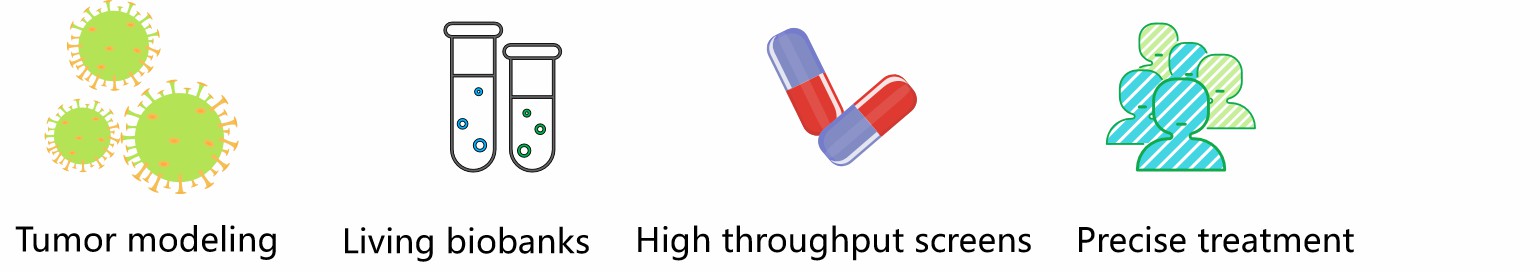 Potential applications of mesothelioma PDXOs. (Creative Biolabs)