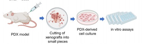 PDX-derived tumor cell culture (Idrisova, 2022)