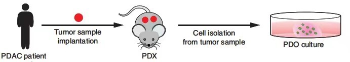 Schematic representation of pancreatic ductal organoid (PDO)-derived tool. (Frappart, 2020)