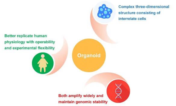 Advantages of organoids over traditional 2D culture and animal models. (Zhao, 2023)