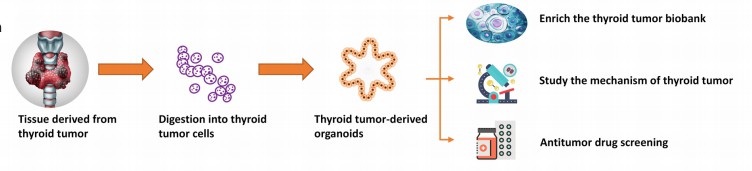 Culture and application of organoids in thyroid. (Zhao, 2023)