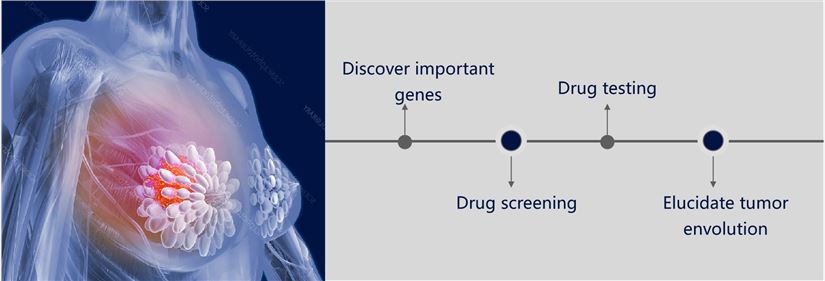 Main applications of breast cancer organoids. (Creative Biolabs)