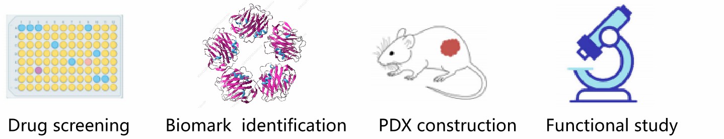 Applications of PDX-derived esophageal cancer organoid models. (Creative Biolabs)