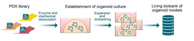 Schematic workflow of the establishment of PDXOs from PDX library (Xu, 2023)