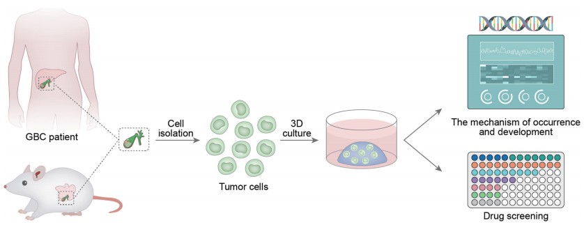 Timeline of the development of different models of gallbladder cancer cell culture. (Huang, 2021)