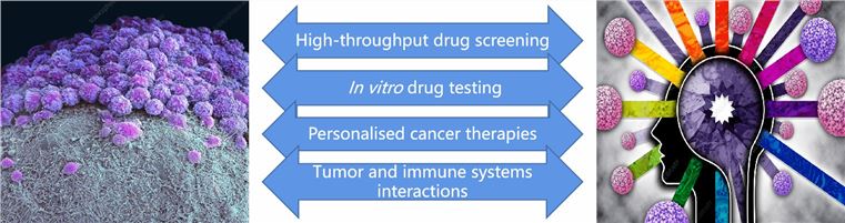 Potential applications of PDX-derived head and neck cancer organoids. (Creative Biolabs)