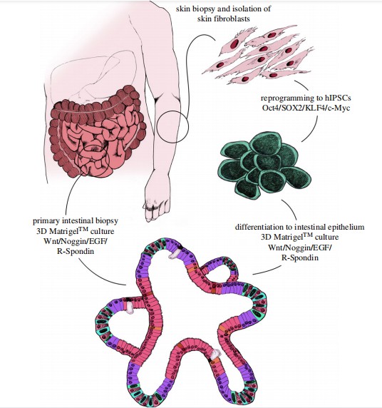 Schematic of human intestinal organoid creation. (Fair, 2018)