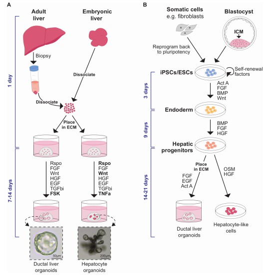 Liver organoids can be derived from various cells. (Prior, 2019)