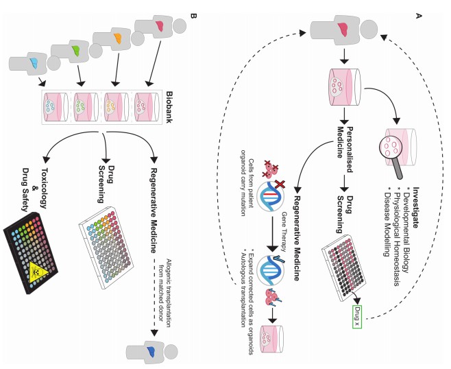 Applications of liver organoids. (Prior, 2019)