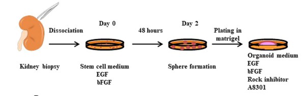 Establishment of normal kidney organoid cultures. (Grassi, 2019)