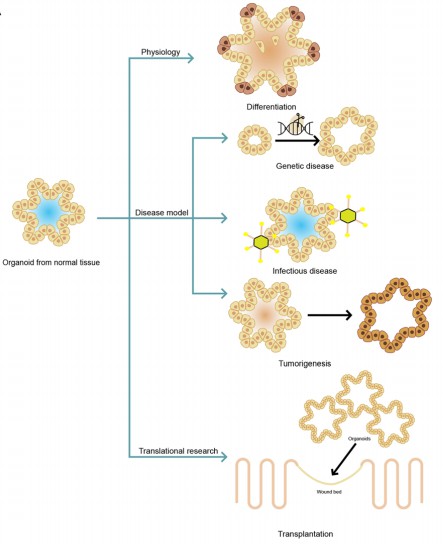 Organoids derived from normal tissue are useful for studying physiology. (Li, 2020)