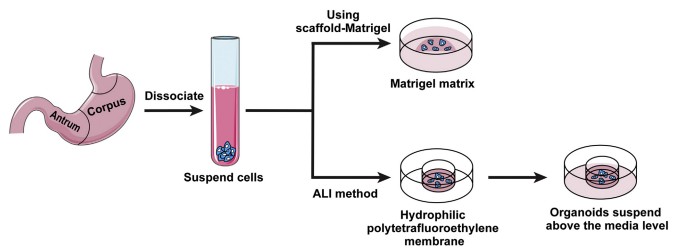 Differences between scaffold-Matrigel and ALI methods to generate gastric organoids. (Pang, 2022)