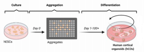 Establishment of hESC-derived cortical organoid. (Cho, 2022)