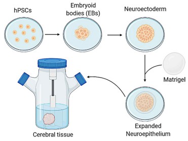 Schematic of the method for generating engineered cerebral organoids. (Xu, 2021)