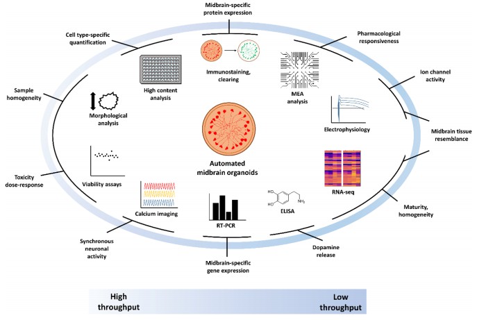 Automated midbrain organoids (AMOs) are compatible with a broad range of low- and high-throughput analysis techniques and yield cross-disciplinary, multimodal data. (Renner, 2021)