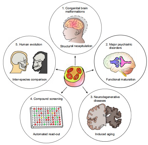 Applications of brain organoids (Qian, 2020)