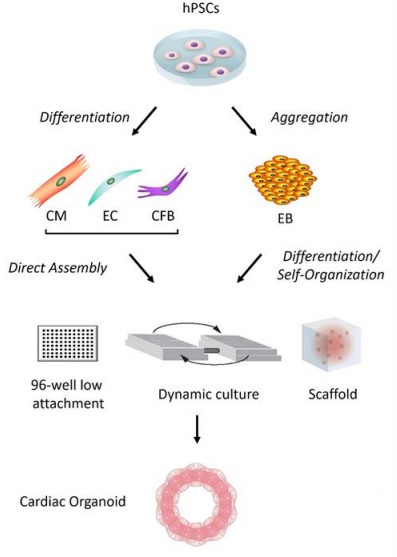 Schema of construction of human cardiac organoids. (Sahara, 2023)