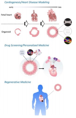 Schema of construction of human cardiac organoids. (Sahara, 2023)