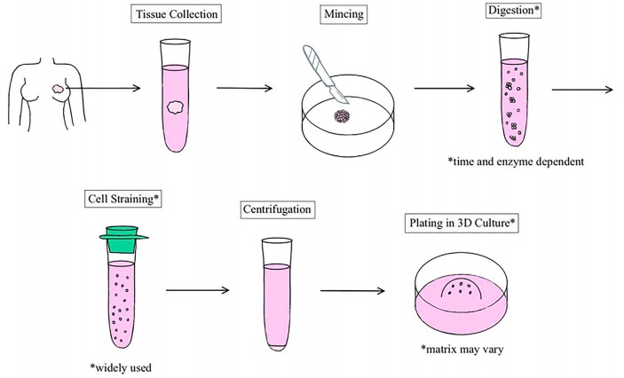 Schematic representation of the general process of human breast organoid derivation. (Mohan, 2021)