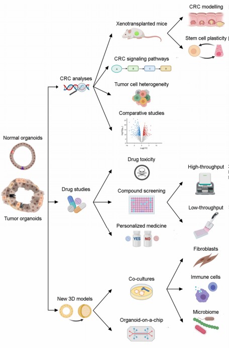 Schematic representation of the uses of normal and tumor organoids for CRC basic and clinical research. (Barbáchano, 2021)