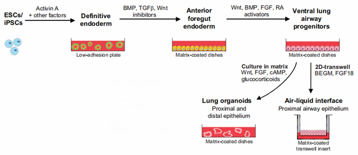 Derivation of lung organoids from hPSCs. (Barkauskas, 2017)