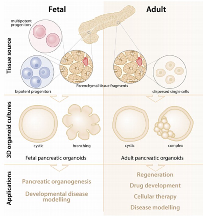 Pancreatic organoid generation. (Balak, 2019)