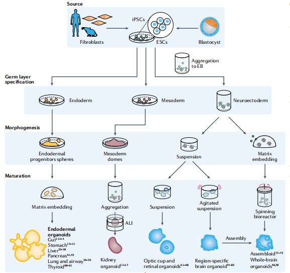 Generation of pluripotent stem-cell-derived organoids. (Hofer, 2021)